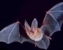 Morcegos que habitavam &aacute;rvore na Guin&eacute;-Conacri ser&atilde;o fonte do &Eacute;bola