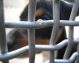 PAN defende iniciativa legislativa de cidad&atilde;os para acabar com abates nos canis