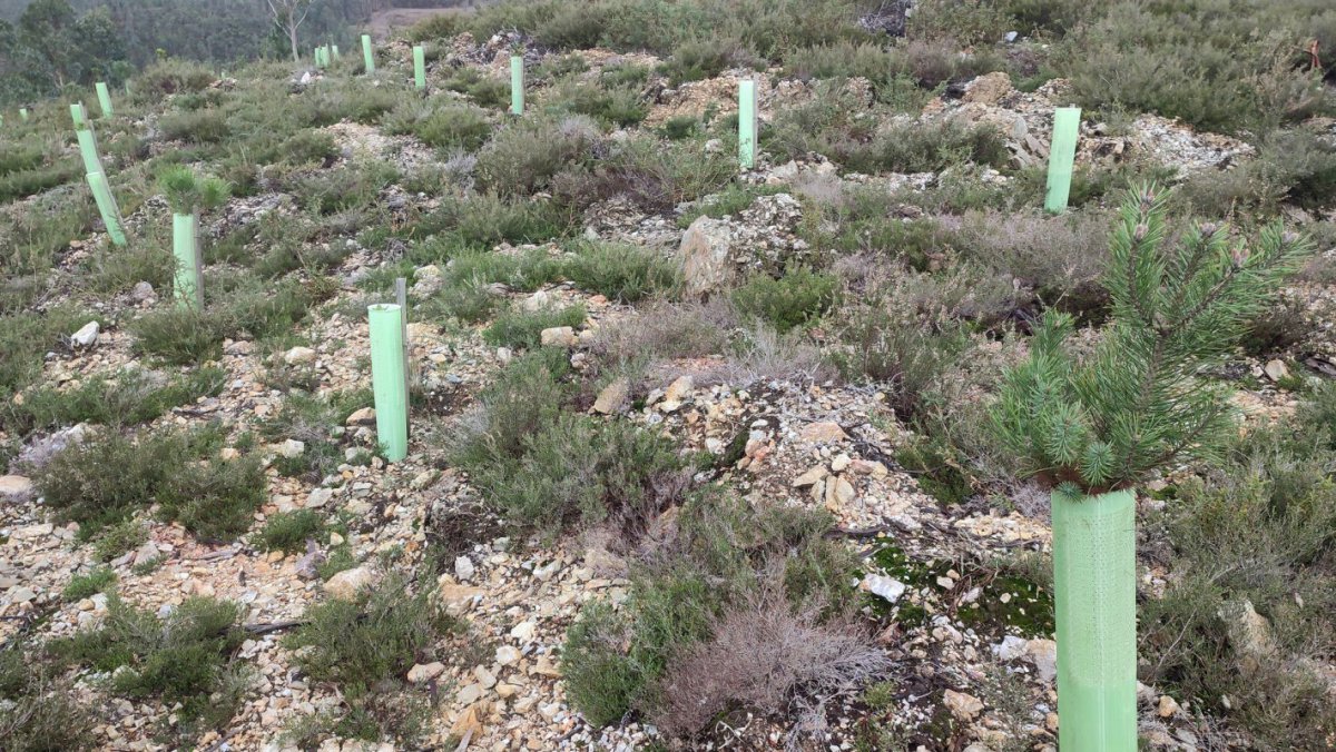 Mais de 100 alunos vão plantar 600 carvalhos no Parque das Serras do Porto