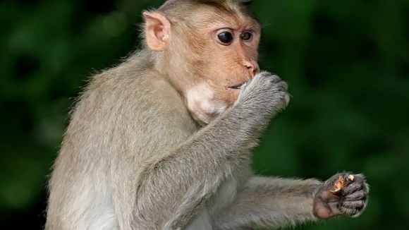 Carne de macaco &eacute; petisco em Bissau, apesar das proibi&ccedil;&otilde;es