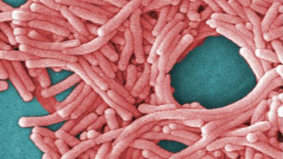 Legionella: 303 pessoas infectadas em Lisboa e Vale do Tejo e sete mortos