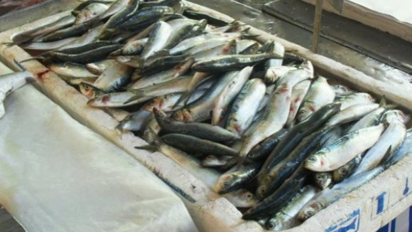 Pescadores vão receber até 27 euros por dia devido a interdição de pescar sardinha