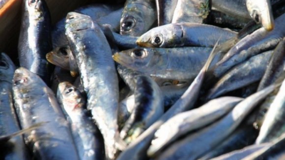 Nazaré oferece sardinhas a Assunção Cristas em protesto contra redução de quotas