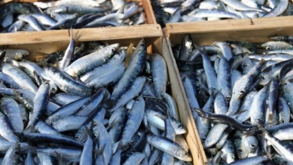 Pescadores da Galiza dizem que quota de sardinha para 2016 "acaba com a pesca"