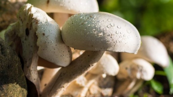 Investigadores portuenses descobrem ant&iacute;doto contra cogumelo venenoso mortal
