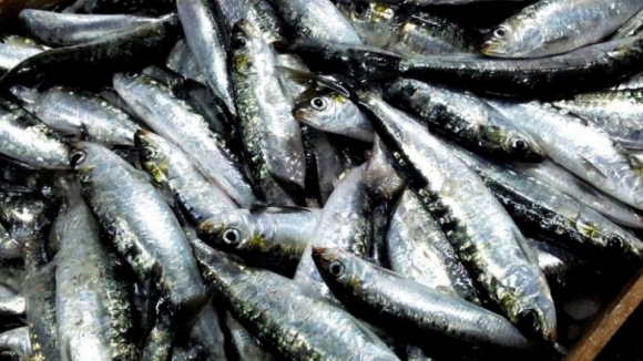 Pequena pesca do cerco considera "inaceitáveis" declarações da ministra sobre captura da sardinha