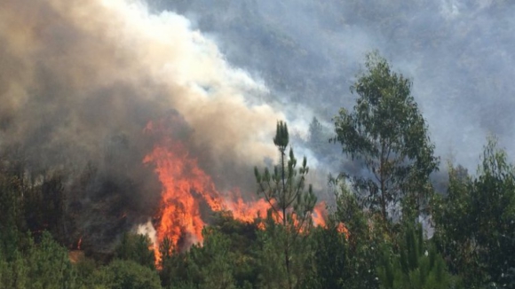 PJ detém suspeito de atear incêndio em "vasta mancha florestal" em Vila Pouca de Aguiar