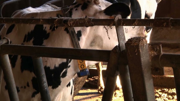 Produtores de leite de Vila do Conde com "prejuízos avultados" em vacarias devido ao mau tempo