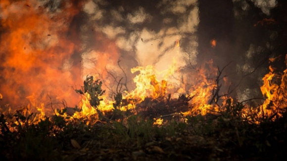 Proteção Civil estima área ardida de dois mil hectares no fogo de Oliveira de Frades