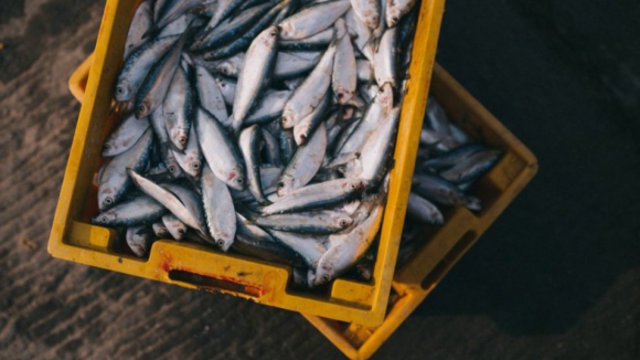 Pescadores do Norte prolongam paragem de atividade como protesto a fiscalizações