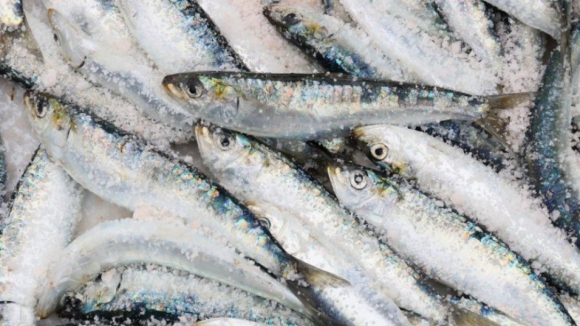 Captura de sardinha em Portugal pode aumentar para até 30.000 toneladas