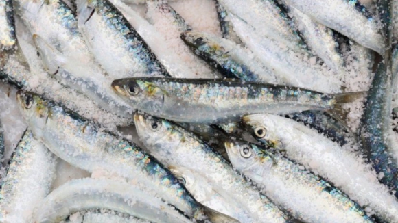 Pesca da sardinha reabre hoje com limite anual de captura de 29.400 toneladas