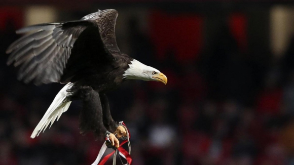 "Águias não pertencem a eventos desportivos". ONG britânica quer libertar águia do Benfica