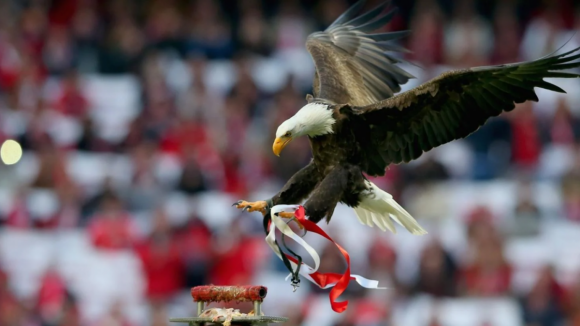 PAN alia-se a ONG britânica e exige fim do uso de aves no Estádio da Luz