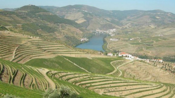 Plataforma apoia viticultores do Douro a gerirem impactos das alterações climáticas