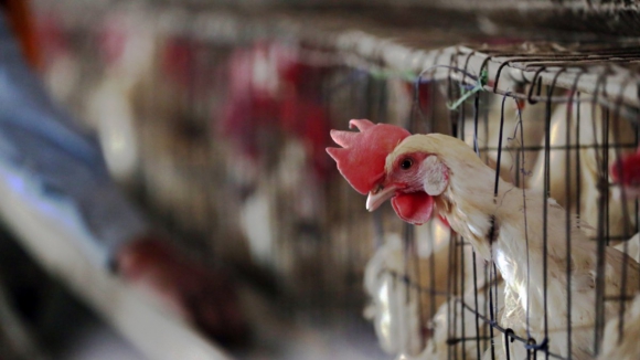 Dois meses depois, gripe das aves volta a ser detetada em Portugal