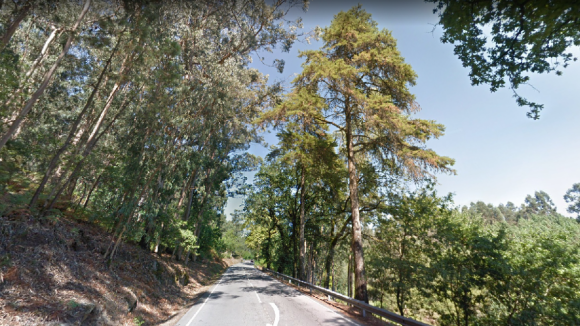 Quercus acusa Infraestruturas de Portugal de abate desnecessário de dezenas de árvores em Vila Verde e em várias estradas nacionais no país