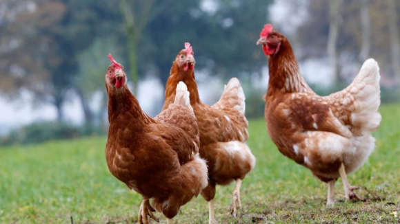 Registo de galinhas poedeiras obrigatório em setembro