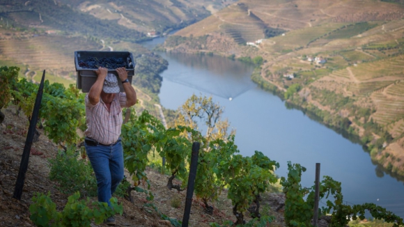 Projeto G.O.T.A. pretende sensibilizar viticultores do Douro para gestão eficiente da água