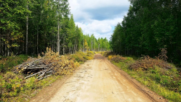 ZERO pede avaliação dos apoios públicos às centrais de biomassa florestal