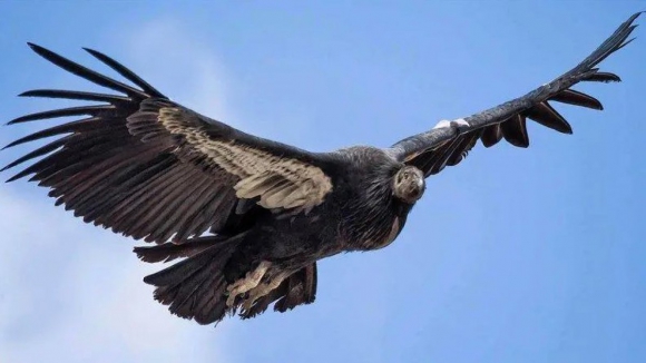 Projeto de expansão do abutre-negro na zona do interior raiano vai custar 3,7 ME