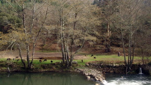 Parque das Serras do Porto investe 3,5 milhões de euros na floresta até 2027