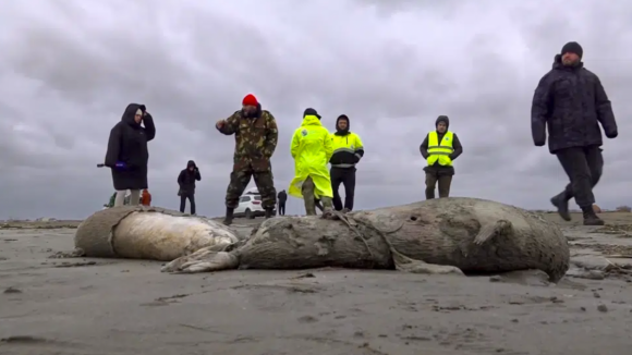 Cerca de 2500 focas deram à costa no sul da Rússia