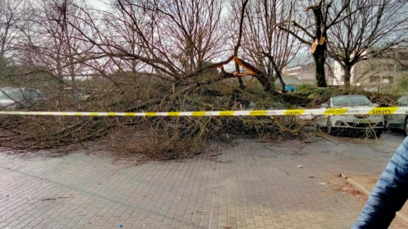 Queda de árvore junto a escola em Famalicão provoca dois feridos
