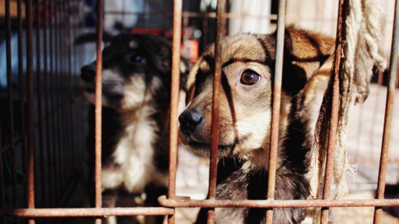 Ministério Público pede inconstitucionalidade de norma da lei contra maus tratos a animais