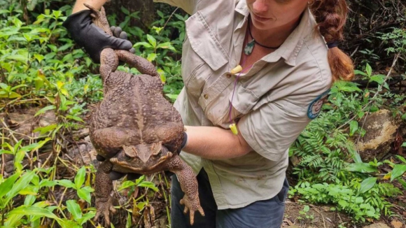 "Toadzilla". Descoberto o maior sapo do mundo