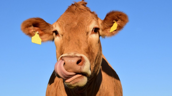 Falta de rede na serra do Alvão dificulta uso de coleiras GPS nas vacas