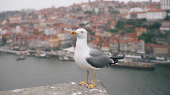 Porto albergava 61% dos ninhos de gaivotas na costa metropolitana em 2021