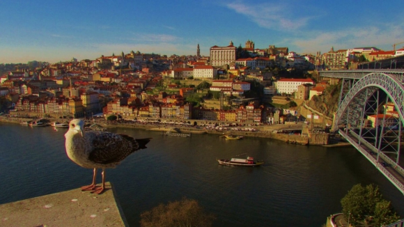 Área Metropolitana do Porto propõe uso de drones na "luta" contra as gaivotas