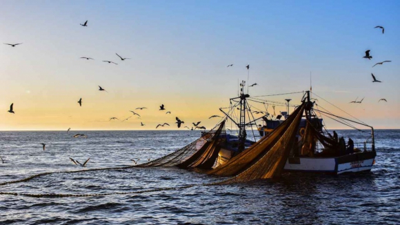 Parques de eólicas offshore. “Muitas empresas do setor das pescas terão de encerrar”