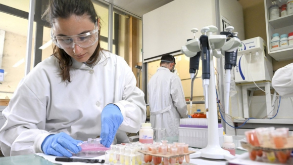 Universidade do Porto. Investigadores da Faculdade de Ciências estudam microbiota do trigo para criar novo alimento
