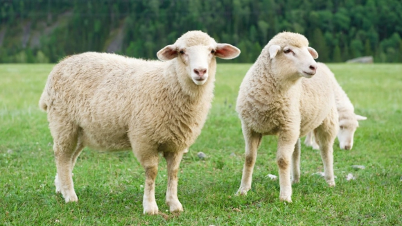 Português foi detido por violar ovelhas na Suíça