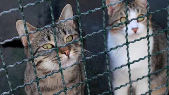 Jovem constituído arguido por abandonar três gatos na via pública em Braga