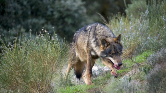 Dois lobos-ibéricos encontrados mortos no Norte de Portugal