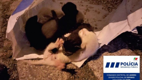 Relação absolve homem condenado por colocar um saco com seis crias de gato no contentor do lixo