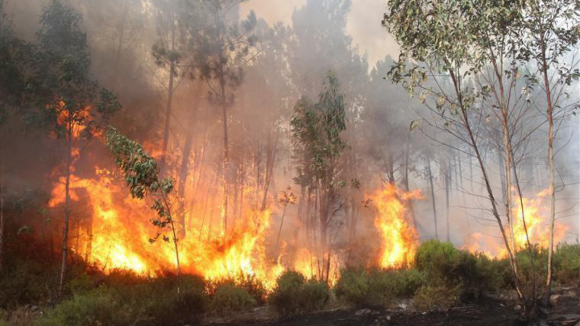 Incêndios. Portugal já registou mais de 7.000 hectares de área ardida em 2023