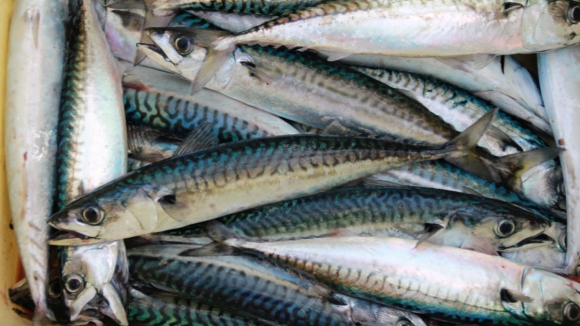 Pescadores de Caminha contestam proibição de pesca lúdica e desportiva na Ínsua
