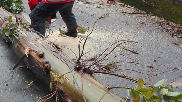 Homem morreu colhido por árvore que estava a ser abatida em Esposende