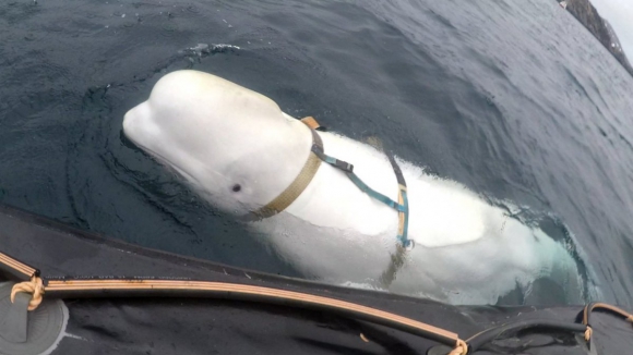 Baleia suspeita de espiar para a Rússia reaparece junto à costa da Suécia