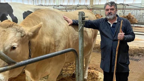 Empresa de Chaves paga sete mil euros por vaca galega com dez anos