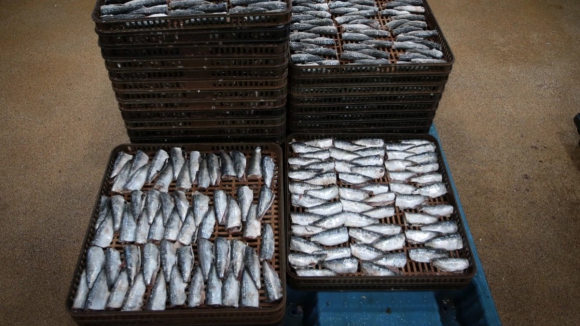 Quercus diz que portugueses comem mais peixe do que a média da UE e quer reduzir consumo