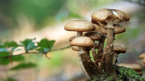 UTAD estuda uso dos resíduos dos cogumelos na cosmética e dieta animal