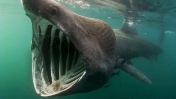 Segundo maior tubar&atilde;o do mundo fotografado em Viana do Castelo
