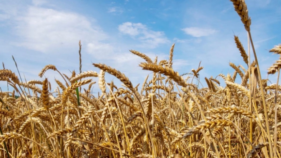 Pacto para exportação de cereais russos e ucranianos termina esta segunda-feira