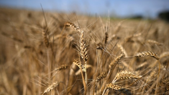 Rússia disponível para fornecer gratuitamente cereais a países africanos