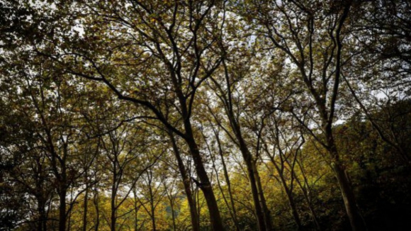 PSD de Matosinhos quer cria&ccedil;&atilde;o de parque ambiental e miniflorestas urbanas no concelho